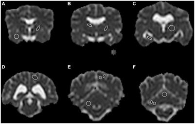 Regional ADC values of the morphologically normal canine brain